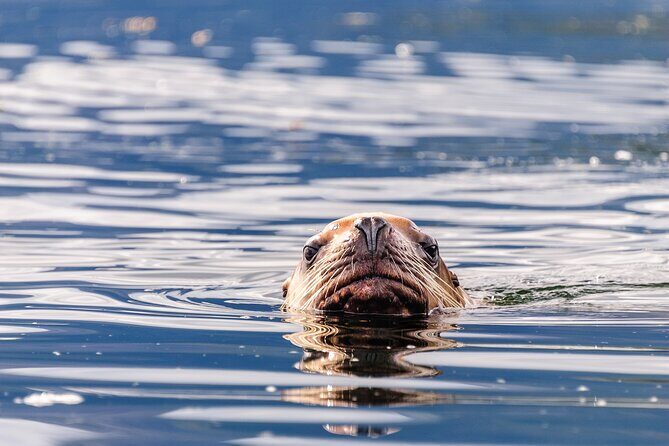 Chilkoot Lake Kayaing - Departing from Haines. - What Past Visitors Say