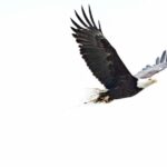 Chilkoot Wilderness and Wildlife Viewing (2.5 hrs in Haines) - What to Expect from the Chilkoot Wilderness and Wildlife Viewing Experience