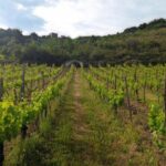 Cilento Wine: Tour & Tasting Experience - How This Tour Fits Into Your Cilento Trip