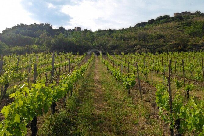 Cilento Wine: Tour & Tasting Experience - How This Tour Fits Into Your Cilento Trip