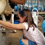 Cinisi: Milking and experience with fomaggi in a dairy. - The Value of This Experience
