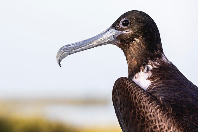 Classic 3-island tour on a shared boat-Entrance Yalahau included- - The Value of This Tour