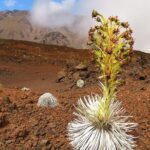Classic Haleakala Sunrise Tour - The Scenic Stops: More Than Just the Sunrise