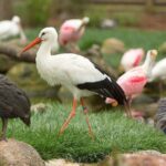 Classic Safari Adventure at Safari West - The Walking Portion and Additional Attractions