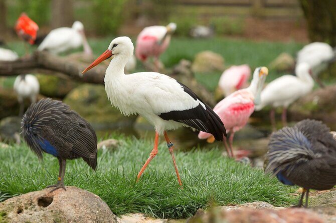 Classic Safari Adventure at Safari West - The Walking Portion and Additional Attractions