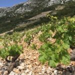 Classic Tour with Wine Tastings from Dubrovnik - Is It Worth the Price?