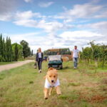 Classic: Vineyard Golf Cart Tour & Wine Tasting and Lunch - Practical Considerations and Tips