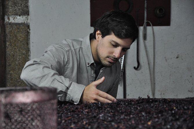 Classic Wine Tasting with GUIDED TOUR - Practical Details and What It Means for You