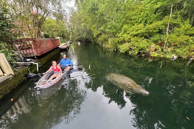 Clear Kayak Three Sisters Springs Sunset and Glow Tour - Authentic Experiences from Guests
