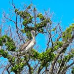 Clear/Standard Kayak Self Guided Island EcoTour Bonita Springs! - Final Thoughts