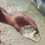 Clearwater Beach Pontoon Tours - FAQ