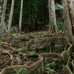 Cloud Forest Sanctuary Jungle Tour - What Makes This Tour Stand Out?