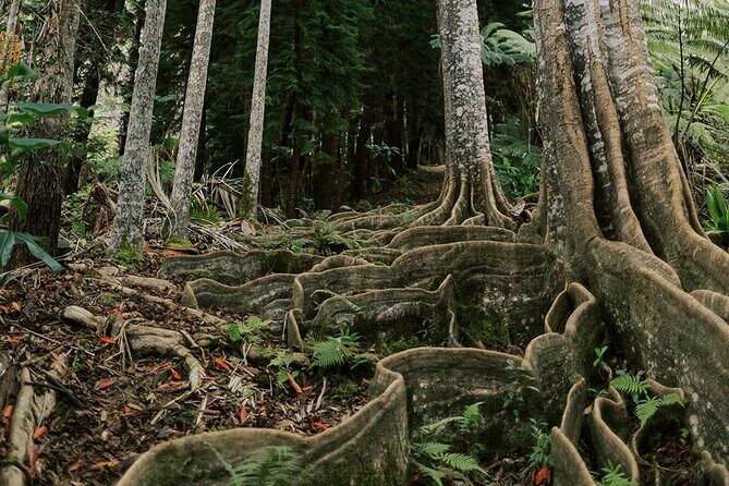 Cloud Forest Sanctuary Jungle Tour - What Makes This Tour Stand Out?