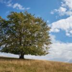 Cluj: Private Nature and Wildlife Photography Class - Setting the Scene: What to Expect on the Tour