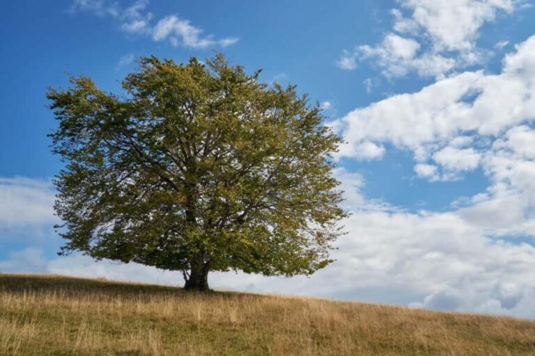Cluj: Private Nature and Wildlife Photography Class - Setting the Scene: What to Expect on the Tour