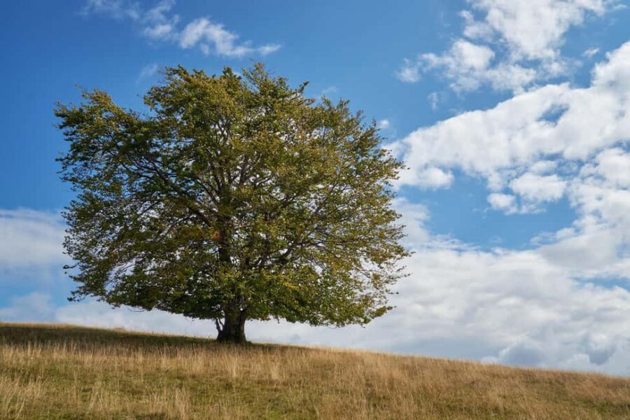 Cluj: Private Nature and Wildlife Photography Class - Setting the Scene: What to Expect on the Tour