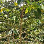 Coffee Plantation Experience - FAQ