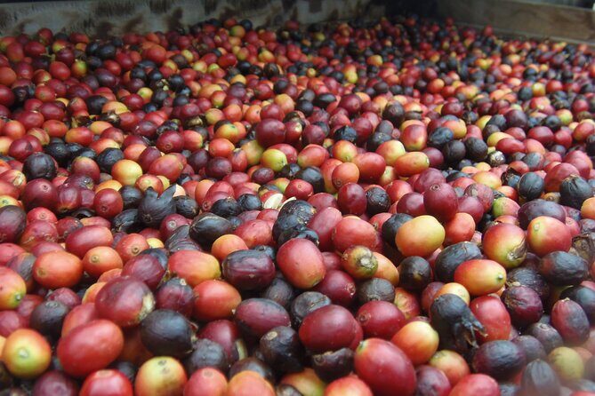 Coffee & Wine: North Route of Gran Canaria Tour - A Closer Look at the North Route of Gran Canaria