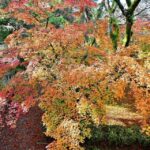 Coimbra: Discover the Charms and Highlights Walking Tour - The Value of a Guided Private Tour