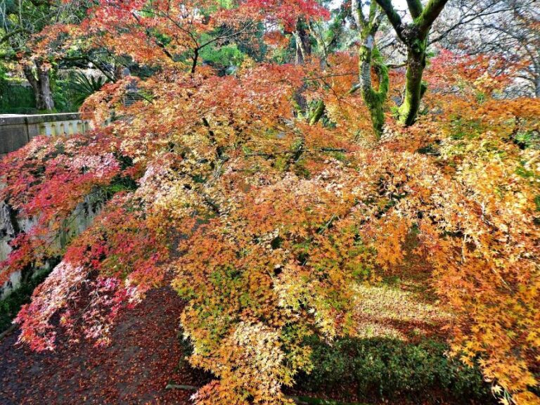 Coimbra: Discover the Charms and Highlights Walking Tour - The Value of a Guided Private Tour