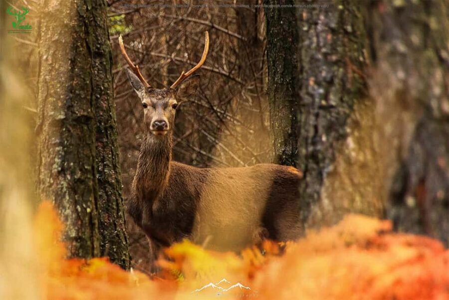 Coimbra: Lousã Mountain 4x4 Tour with Deer Watching - Is It Worth It?
