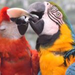 Cologne: Cologne Zoo and Aquarium Entry Ticket - The Experience Itself: What You’ll See and Do