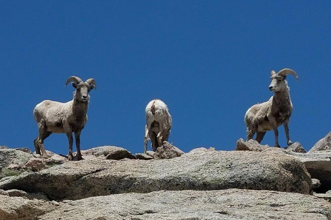 Colorado Gold Rush Mountain and Mine Half-Day Tour from Denver - Who Is This Tour Best For?