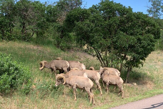 Colorado Springs: Garden of the Gods Luxury Jeep Tours - What Travelers Love – Authentic Insights