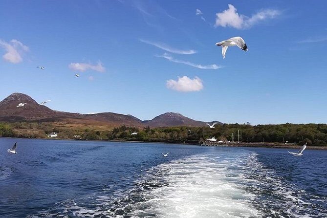 Connemara & Inishturk Island wildlife watching cruise. Private guided Full-day - The Value of a Private Guided Tour