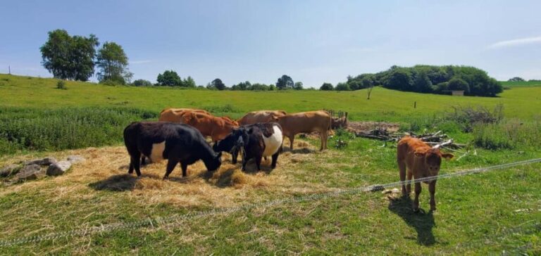 Copenhagen: Vejrhøj Arch Hike with Wine Tasting & Lunch - The Village of Ordrup and Picnic Lunch