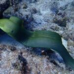 Coral Reef Half Day Snorkel Trip - Why We Think This Tour is Worth Considering