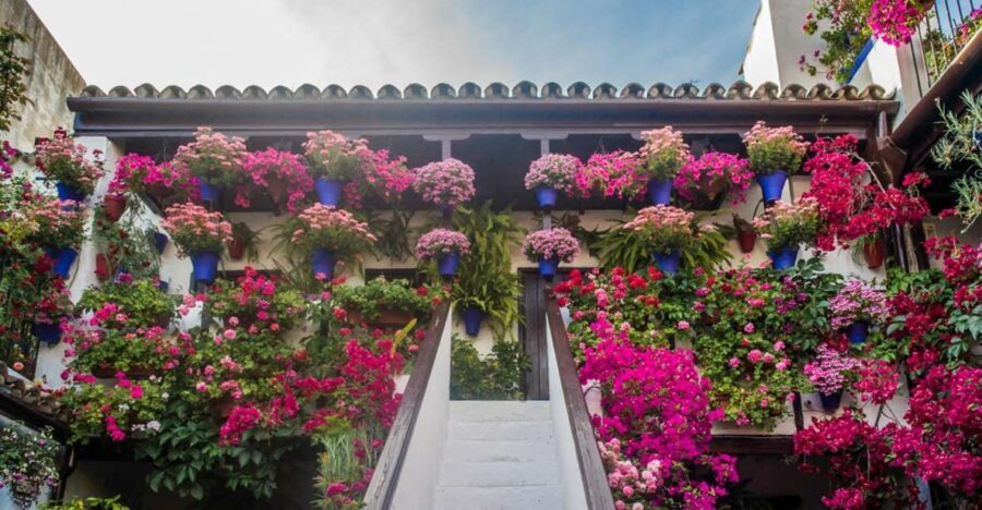 Córdoba: Guided Tour of the Patios - The Experience: What You’ll Love