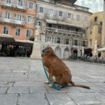 Corfu: Dog Sightseeing Tour - What’s the Experience Like?