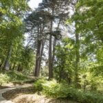 Cosenza: Giants of the Sila - Exploring the Giants of the Sila: What to Expect