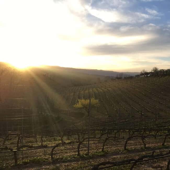 Cosenza: Vineyard Tour with Wine Tasting - The Experience in Practice