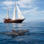 Costa Adeje: Respectful Whale Watching on Wooden Boat & Swim - The Value Proposition