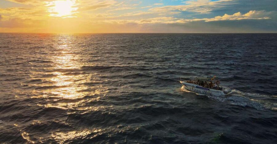 Costa Adeje: Whale and Dolphin-Watching Boat Excursion - Who Is This Tour Best For?