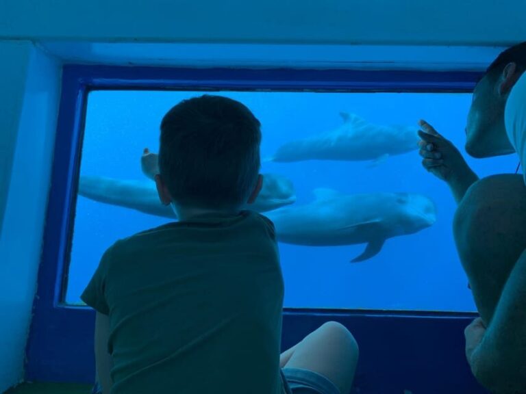 Costa Adeje: Whale & Dolphin Submarine Vision Mini Cruise - Final Thoughts: Who Should Consider This Tour?