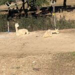 Costa Alentejana: Alpaca Farm Visit and Guided Walk - Who Should Consider This Tour?