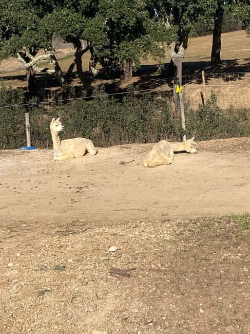 Costa Alentejana: Alpaca Farm Visit and Guided Walk - Who Should Consider This Tour?