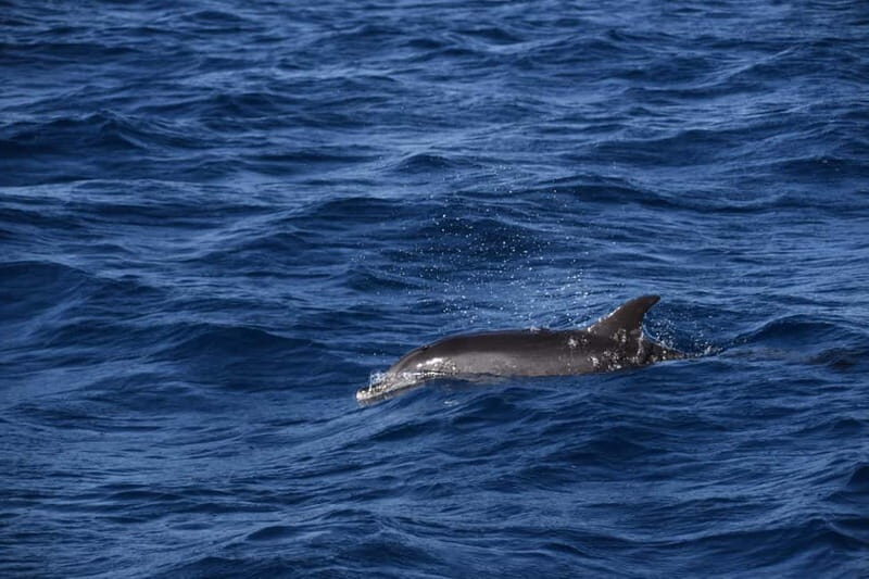Costa Calma: Fuerteventura Dolphin Watching Boat Tour - Is This Tour Worth the Price?