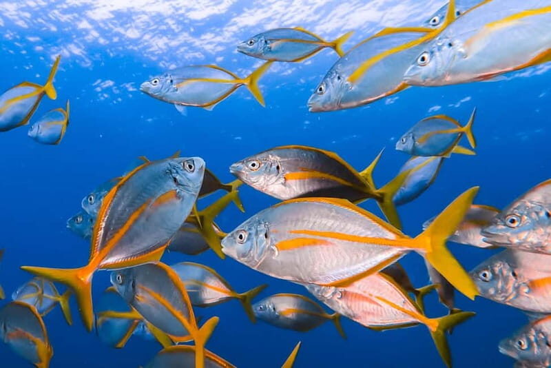 Costa Teguise: Guided 2-hour Snorkeling Tour for all levels - Fully Equipped for Comfort and Safety