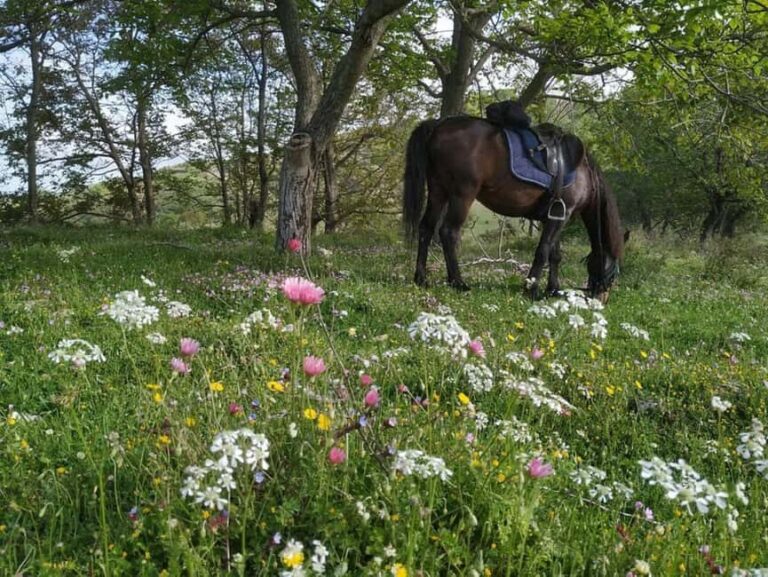 Countryside Horseback Ride in Gjinofshat - Stops and Highlights Along the Route