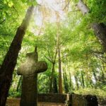 Courtown Woodland Guided Tour - The Value of the Experience
