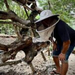 Cozumel: Bee Farm + Honey & Chocolate Tasting + Sightseeing - Who Is This Tour Best For?