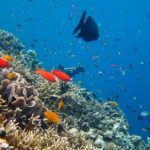 Cozumel Reef Snorkeling Tour - Who Might Want to Consider Other Options