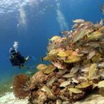 Cozumel Scuba Dive at Chankanaab - What to Expect from the Tour