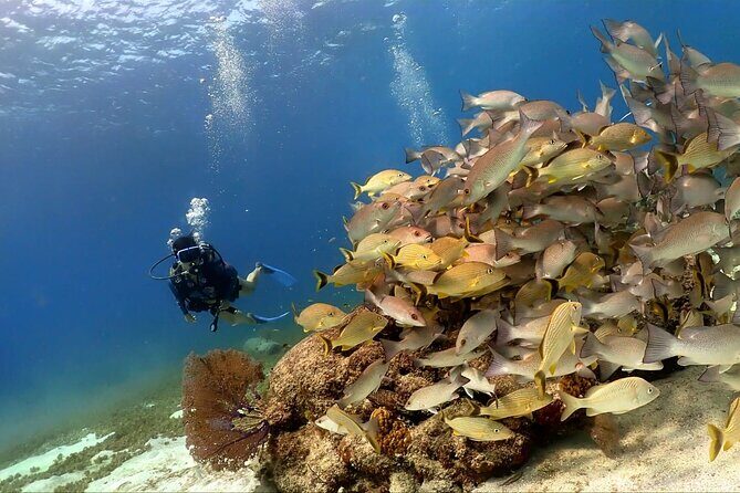 Cozumel Scuba Dive at Chankanaab - What to Expect from the Tour