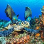 Cozumel Snorkeling Tour from Playa del Carmen - The Marine Park Experience
