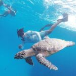 Cozumel Snorkeling Tour: Palancar, Columbia and El Cielo Reefs - The Practical Side: What’s Included and What to Know